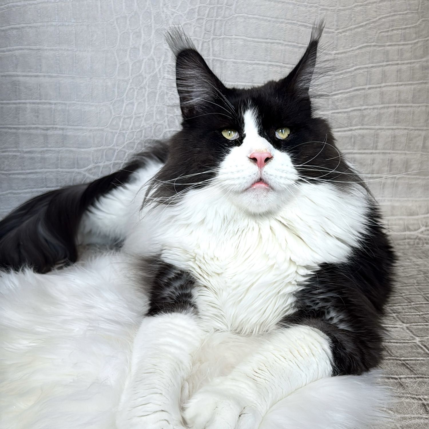 Buttercupcakes Pantau